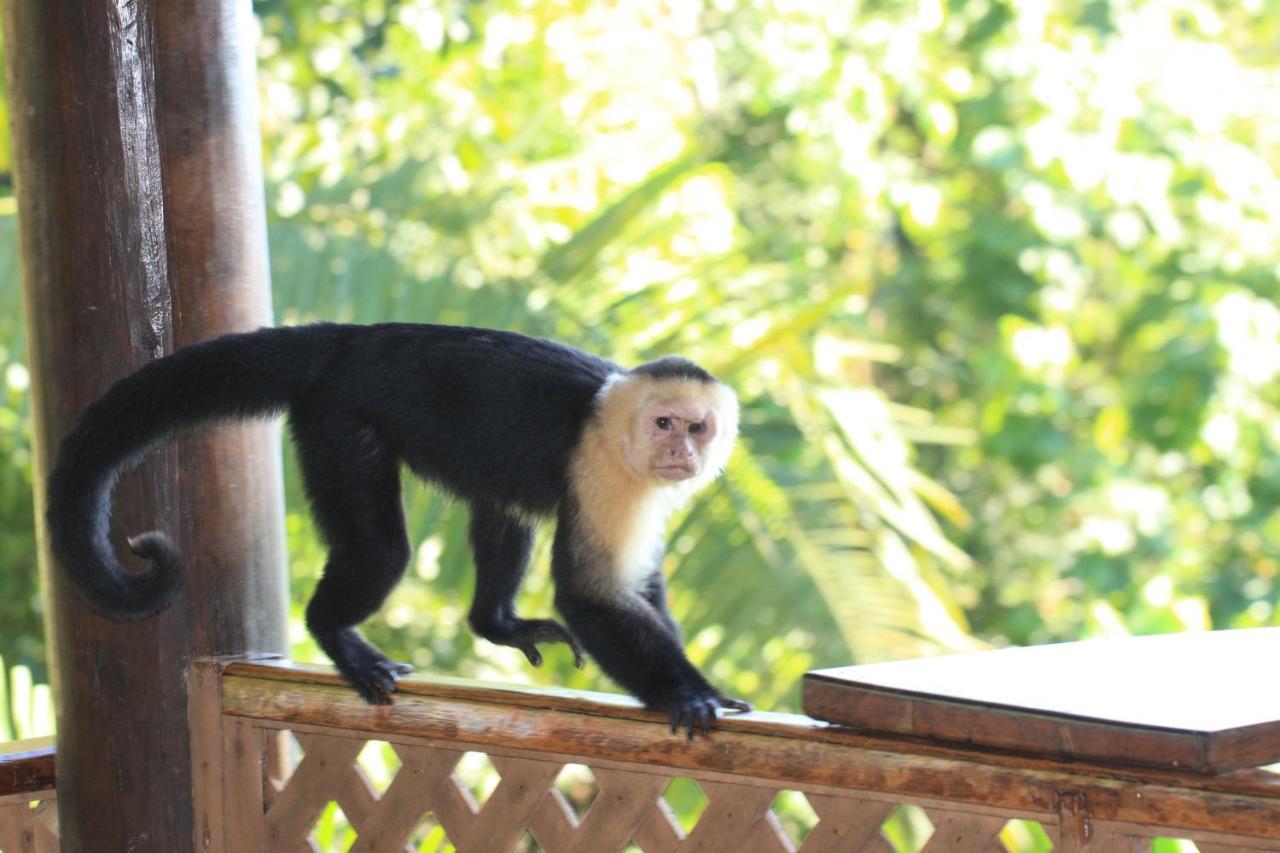 Manuel Antonio Park House - Adults Only Hotell Exteriör bild