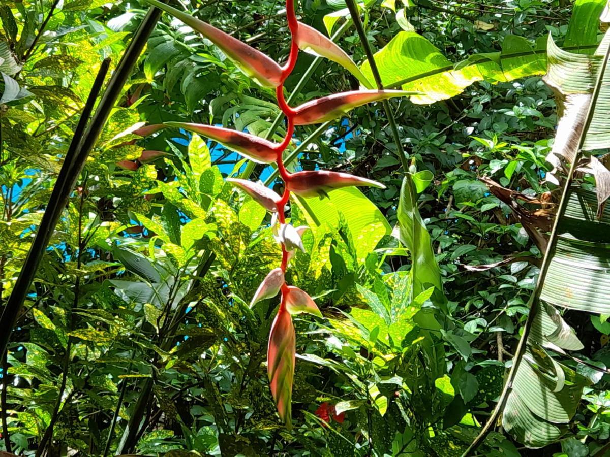 Manuel Antonio Park House - Adults Only Hotell Exteriör bild